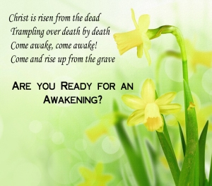 Daffodill Awakening